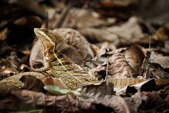 Common Basilisk