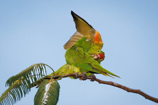 Crimson-fronted Parakeets Preening