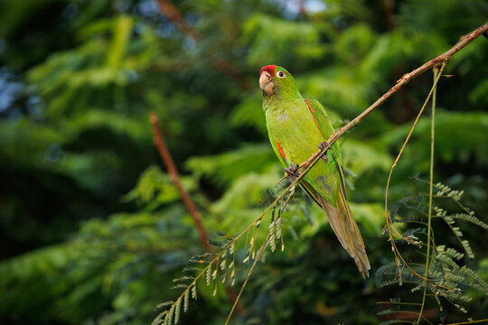 Crimson-fronted Parakeet