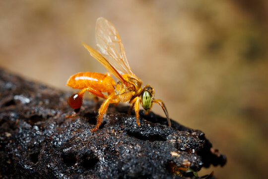 Stingless Bee