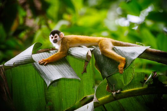 Black crowned Central American squirrel monkey