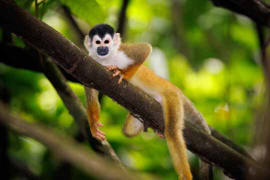 Central American Squirrel Monkey