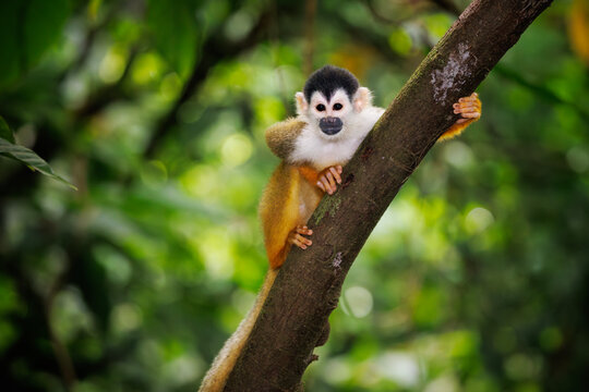 Central American Squirrel Monkey
