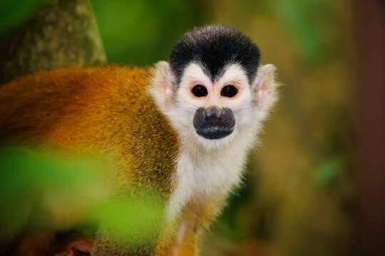 Black crowned Central American squirrel monkey