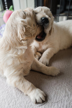 4 week old golden retriever puppies playing
