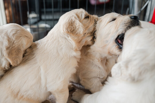 4 week old golden retriever puppies playing