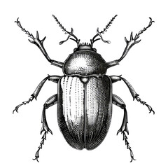 Black And White Drawing Beetle lllustration Art, Generative AI