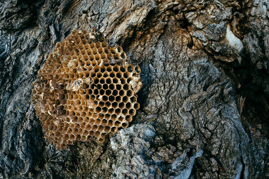 Wild honeycomb on tree