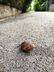 A snail is traveling on the road surface.