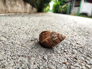 A snail is traveling on the road surface.