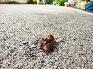 A snail was stepped on the road.