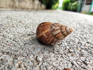 A snail is traveling on the road surface.