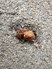 A snail was stepped on the road.