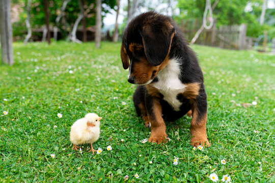 Puppy and a baby chick