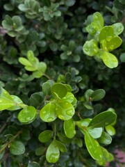 Buxus microphylla var. japonica. its fresh green leaves grow well in the garden