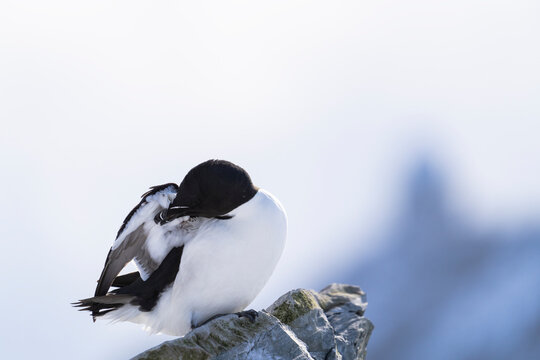 Razorbill Preening  