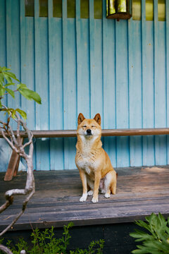 a shibun in front of a blue wooden house wall
