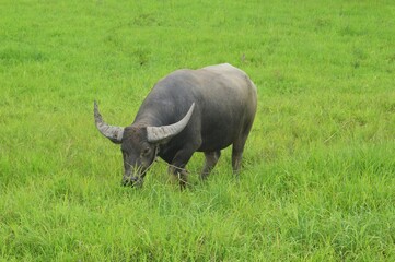 Obraz premium cape buffalo in the wild