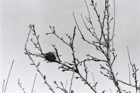 Tree branches and a nest