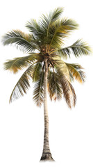 Single Palm Tree Isolated on White Background with Copy Space