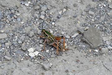 Colorful Insect Grasshopper