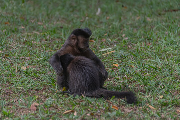 black tailed macaque