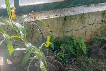 garden carnivorous plant