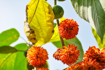 Paper mulberry tree with fruits