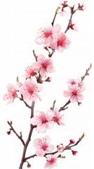 Fototapeta premium Pink cherry blossom branch in bloom, detailed close-up. Spring floral nature concept