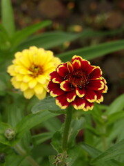 Zbliżenie na piękny kwiat cynii