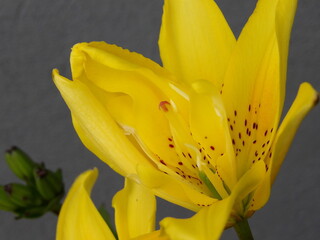 Zbliżenie na barwny kwiat lilii © Kumulugma