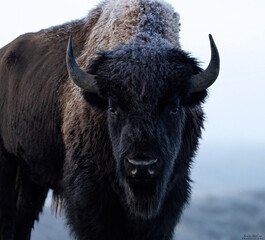 Bison in Yellowstone National Park © Jessica