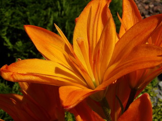 Zbliżenie na barwny kwiat lilii © Kumulugma