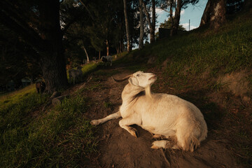 Goat lying on track relaxing in golden afternoon sunshine