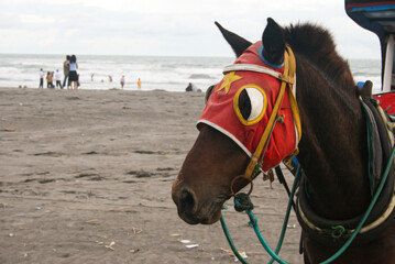 closeup of a carriage horse on a beach for rent to ride around the beach
