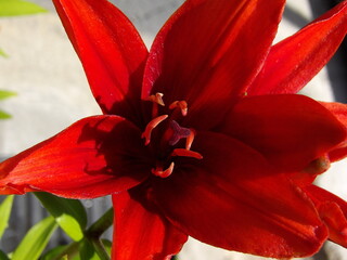 Zbliżenie na barwny kwiat lilii © Kumulugma