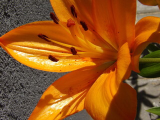 Zbliżenie na barwny kwiat lilii © Kumulugma