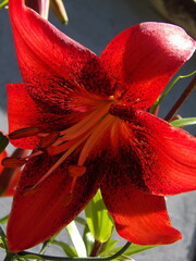 Zbliżenie na barwny kwiat lilii © Kumulugma