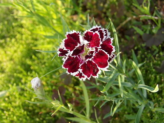 Zbliżenie na kwiaty rośliny z gatunku Dianthus