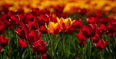 Colorful Tulip flowers on a bright sunny day.