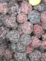 Zbliżenie na świeże owoce maliny © Kumulugma