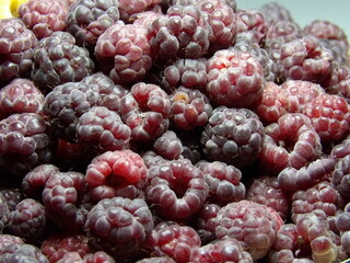 Zbliżenie na świeże owoce maliny © Kumulugma