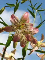 Zbliżenie na kwiaty lilii © Kumulugma