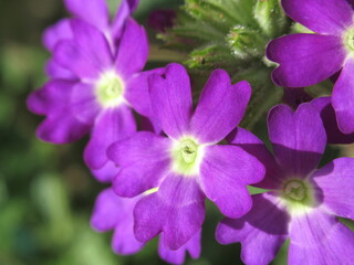 Zbliżenie na kwiaty rośliny z gatunku verbena © Kumulugma