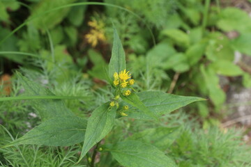 夏の千畳敷カールに咲く高山植物。ミヤマアキノキリンソウ