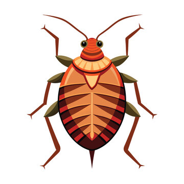illustration of bed bug insect on white