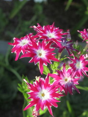 Zbliżenie na kwiaty rośliny z gatunku Phlox drummondii © Kumulugma