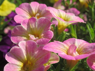 Kwiaty rośliny z gatunku Calibrachoa © Kumulugma