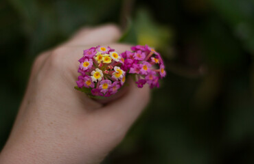 first person view of hand holding little pink flowers from the garden