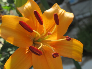 Zbliżenie na barwny kwiat lilii © Kumulugma